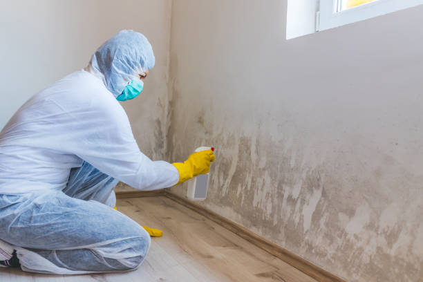 Licensed Mold Removal service in Newton Highlands, MA - WQB Mold Removal