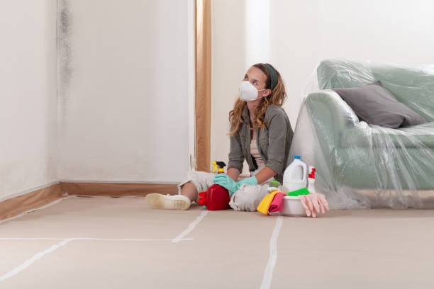 Reliable Mold Removal contractor in Newton Highlands, MA by WQB Mold Removal